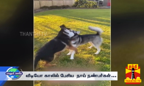 வீடியோ காலில் பேசிய  நாய் நண்பர்கள்... இணையத்தில் வைரலாகும் இணைந்த கைகள்...