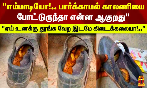 எம்மாடியோ!..பார்க்காமல் காலணியை போட்டுருந்தா என்ன ஆகுறது.. ஏய் உனக்கு தூங்க வேற இடமே கிடைக்கலையா