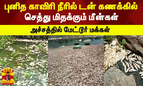 புனித காவிரி நீரில்.. டன் கணக்கில் செத்து மிதக்கும் மீன்கள்... அச்சத்தில் மேட்டூர் மக்கள்