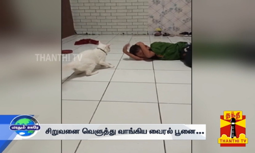 சிறுவனை வெளுத்து வாங்கிய வைரல் பூனை...