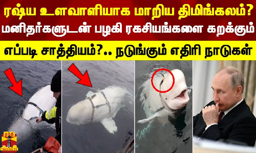 ரஷ்ய உளவாளியாக மாறிய திமிங்கலம்? மனிதர்களுடன் பழகி ரகசியங்களை கறக்கும்... எப்படி சாத்தியம்?.. நடுங்கும் எதிரி நாடுகள்