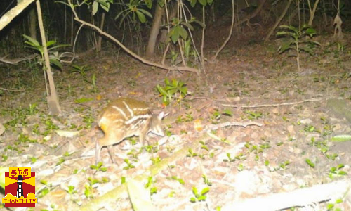 இப்படியும் ஒரு உயிரினமா?ஆச்சிரியத்தை வரவைக்கும் அரியவகை மான் இப்படியும் ஒரு உயிரினமா?ஆச்சிரியத்தை வரவைக்கும் அரியவகை மான்