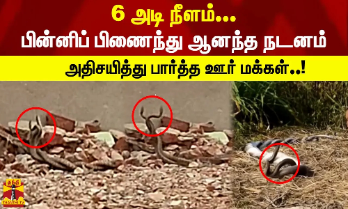 6 அடி நீளம்... | பின்னிப் பிணைந்து ஆனந்த நடனம் | அதிசயித்து பார்த்த ஊர் மக்கள்..!