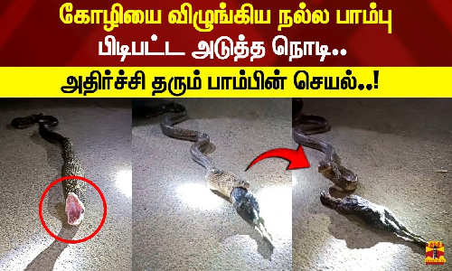கோழியை விழுங்கிய நல்ல பாம்பு.. பிடிபட்ட அடுத்த நொடி.. அதிர்ச்சி தரும் பாம்பின் செயல்..!