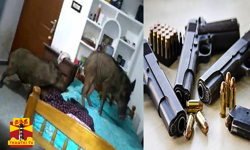 குடியிருப்புக்குள் காட்டுப்பன்றி உயிருடன் பிடிக்காமல் சுட்டுக் கொன்றதால் அதிர்ச்சி