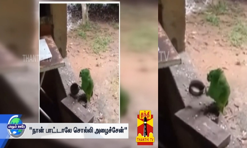 நான் பாட்டாலே சொல்லி அழைச்சேன் பாட்டு பாடி சோறு கேட்ட வைரல் கிளி... நான் பாட்டாலே சொல்லி அழைச்சேன் பாட்டு பாடி சோறு கேட்ட வைரல் கிளி...