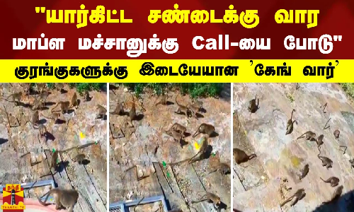 யார்கிட்ட சண்டைக்கு வார..மாப்ள மச்சானுக்கு Call-யை போடு..குரங்குகளுக்கு இடையேயான கேங் வார் சண்டை