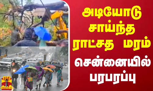 சென்னை அருகே நங்கநல்லூர் 5வது பிரதான சாலையில் முறிந்து விழுந்த ராட்சத மரம்