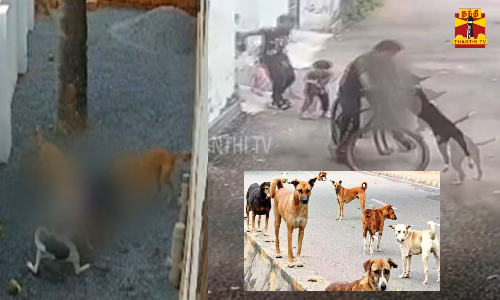 காஷ்மீர் டூ குமரி = அதிகரிக்கும் தெரு நாய் தொல்லை - விரைவில் தெருநாய்கள் தொல்லைக்கு எதிராக சட்டம்