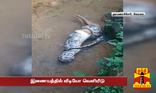 நரியை விழுங்கிய மலைப் பாம்பு... இணையத்தில் அதிர்ச்சி வீடியோ வெளியீடு நரியை விழுங்கிய மலைப் பாம்பு... இணையத்தில் அதிர்ச்சி வீடியோ வெளியீடு