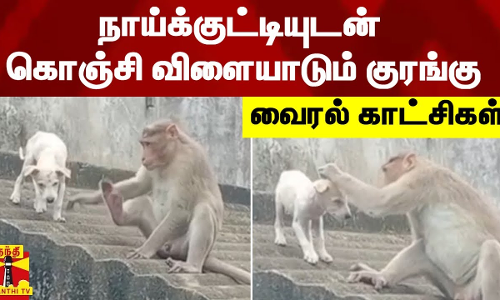 நாய்க்குட்டியுடன் கொஞ்சி விளையாடும் குரங்கு - வைரல் காட்சிகள்