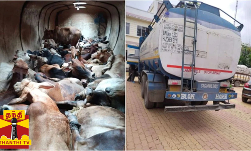டேங்கர் லாரிக்குள் கடத்தப்பட்ட  40 மாடுகள்.. துடிதுடித்து உயிரை விட்ட சோகம்
