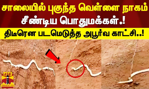 சாலையில் புகுந்த வெள்ளை நிற நாகம்.. சீண்டிய பொது மக்கள்..திடீரென படமெடுத்த அபூர்வ காட்சி..!