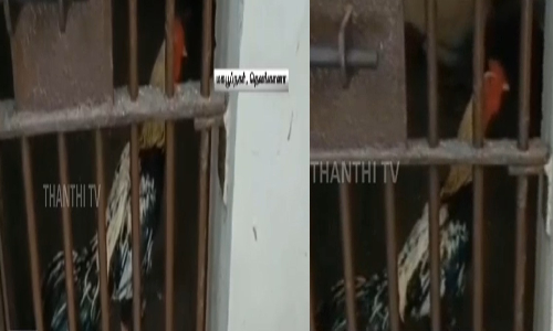 பாதுகாப்பு காரணங்களுக்காக சேவலுக்கு இப்படி ஒரு நிலைமையா!