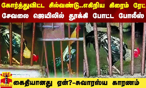 கோர்த்துவிட்ட சில்வண்டு.. எகிறிய கிரைம் ரேட்.. சேவலை ஜெயிலில் போட்ட போலீஸ்