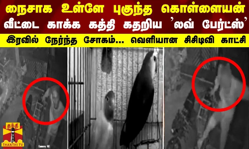 நைசாக உள்ளே புகுந்த கொள்ளையன் - வீட்டை காக்க கத்தி கதறிய ’லவ் பேர்ட்ஸ்’ - வெளியான சிசிடிவி காட்சி