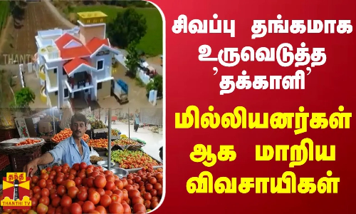 சிவப்பு தங்கமாக உருவெடுத்த தக்காளி... மில்லியனர்கள் ஆக மாறிய விவசாயிகள் | TOMATO