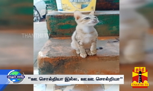 ஊ சொல்றியா இல்ல, ஊஊ சொல்றியா... க்யூட்டாக தலையாட்டும் பூனை...