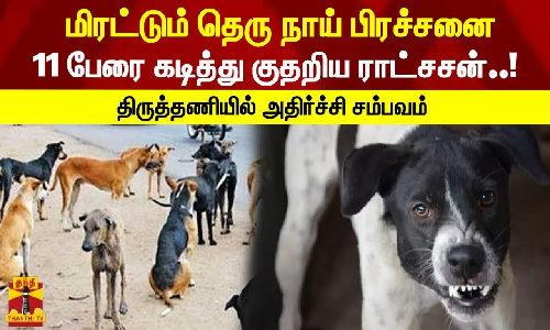 மிரட்டும் தெரு நாய் பிரச்சனை... 11 பேரை கடித்து குதறிய ராட்சசன்... திருத்தணியில் அதிர்ச்சி சம்பவம்