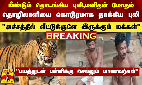 மீண்டும் தொடங்கிய புலி மனிதன் மோதல்... தொழிலாளியை கொடூரமாக தாக்கிய புலி.. அச்சத்தில் வீட்டுக்குளே இருக்கும் மக்கள் - பயத்துடன் பள்ளிக்கு செல்லும் மாணவர்கள்