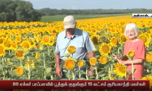 50வது ஆண்டு திருமண விழா-மனைவிக்கு சர்ப்ரைஸ்... மனைவிக்குப் பிடித்த சூரியகாந்தி மலர்களை சாகுபடி செய்த கணவர் - 80 ஏக்கர் பரப்பளவில் பூத்துக் குலுங்கும் 15 லட்சம் சூரியகாந்தி மலர்கள்