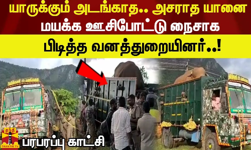 யாருக்கும் அடங்காத.. அசராத யானை மயக்க ஊசிபோட்டு நைசாக   பிடித்த வனத்துறையினர்..! பரபரப்பு காட்சி