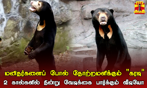 மனிதர்களைப் போல் தோற்றமளிக்கும் கரடி..2 கால்களில் நின்று வேடிக்கை பார்க்கும் வீடியோ