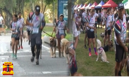 நாய்களுக்காக ஓடிய மக்கள் கூட்டம்... நாய்களுக்காக ஓடிய மக்கள் கூட்டம்...