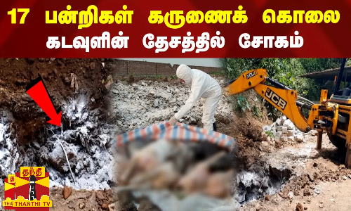 கருணைக் கொலை செய்யப்பட்ட 17 பன்றிகள்...கடவுளின் தேசத்தில் சோகம்...