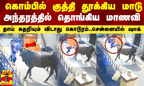 பள்ளி மாணவியை கொம்பில் குத்தி தூக்கி எறிந்த மாடுகள்.. தாய் கண் முன்னே பயங்கரம்.. சென்னையில் ஷாக்