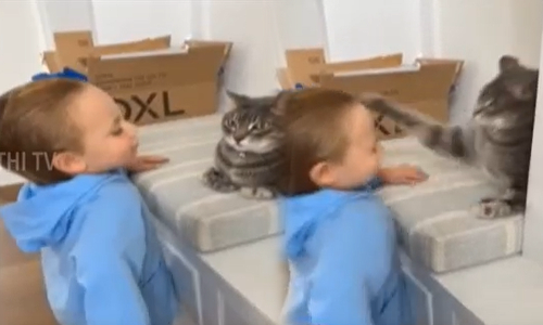 வடிவேல் காமெடியை ரீ கிரியேட் செய்த பூனை