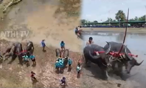 சேற்றில் களை கட்டிய எருமை ரேஸ்