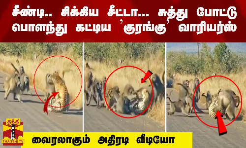 சீண்டி.. சிக்கிய சீட்டா... சுத்து போட்டு பொளந்து கட்டிய குரங்கு வாரியர்ஸ் - வைரலாகும் வீடியோ .