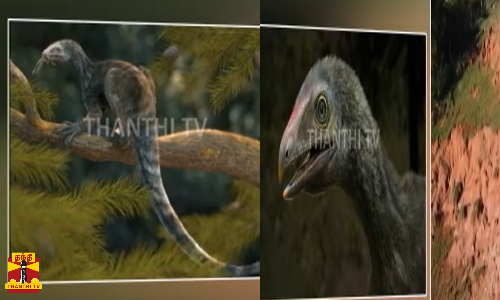 கோடி ஆண்டுகளுக்கு முன்பு வாழ்ந்த உயிரினங்கள்