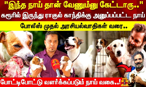 கரூரில் இருந்து ராகுல் காந்திக்கு அனுப்பப்பட்ட நாய்.. போலீஸ் முதல் அரசியல்வாதிகள் வரை..