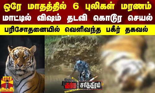 ஒரே மாதத்தில் 6 புலிகள் மரணம்... மாட்டில் விஷம் தடவி கொடூர செயல்.. பரிசோதனையில் வெளிவந்த பகீர் தகவல்