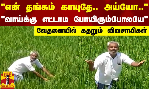 என் தங்கம் காயுதே.. அய்யோ..-வாய்க்கு எட்டாம போயிரும்போலயே-வேதனையில் கதறும் விவசாயிகள்