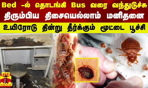 Bed -ல் தொடங்கி Bus வரை வந்துடுச்சு... திரும்பிய திசையெல்லாம் மனிதனை தின்று தீர்க்கும் மூட்டை பூச்சி