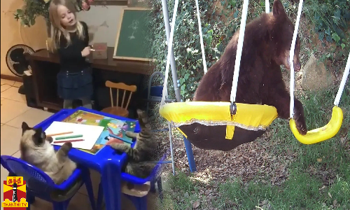 பூனைக்கு பாடம் நடத்திய குட்டி டீச்சர்-எனக்கும் ஊஞ்சல் ஆட ஆசை இருக்கும்ல