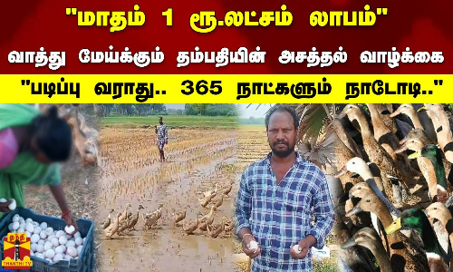 மாதம் 1 ரூ.லட்சம் லாபம் 365 நாட்களும் நாடோடி.. - வாத்து மேய்க்கும் தம்பதியின் அசத்தல் வாழ்க்கை மாதம் 1 ரூ.லட்சம் லாபம் 365 நாட்களும் நாடோடி.. - வாத்து மேய்க்கும் தம்பதியின் அசத்தல் வாழ்க்கை