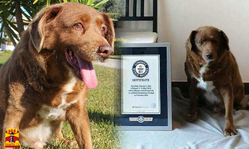 கின்னஸ் சாதனை படைத்த நாய்