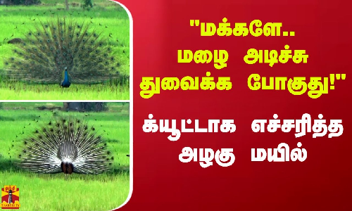 மக்களே.. மழை அடிச்சு துவைக்க போகுது! - க்யூட்டாக எச்சரித்த அழகு மயில்