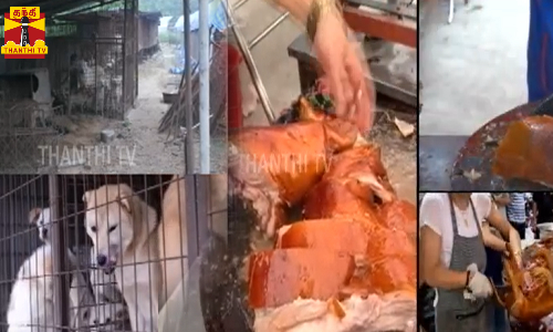 இனி தென் கொரியாவில் நாய் இறைச்சிக்கு தடை ...நாய் இறைச்சியை கொரியர்கள் உண்பது ஏன்?