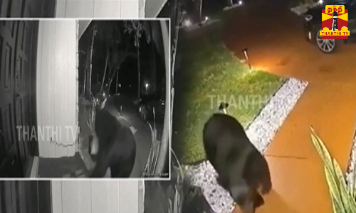 சாப்பாடு பார்சலை திருடி செல்லும் கரடி