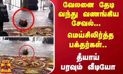 வேலனை தேடி வந்து வணங்கிய சேவல்... மெய்சிலிர்த்த பக்தர்கள்.. தீயாய் பரவும் வீடியோ