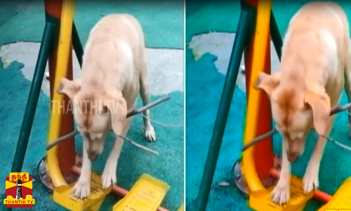 உடம்ப குறைக்கனும் முடிவு பண்ணியாச்சு... அதான் மனுச பயலுக மாதிரி உடம்ப குறைக்கனும் முடிவு பண்ணியாச்சு... அதான் மனுச பயலுக மாதிரி