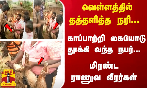வெள்ளத்தில் தத்தளித்த நரி... காப்பாற்றி கையோடு தூக்கி வந்த நபர்... மிரண்ட ராணுவ வீரர்கள் வெள்ளத்தில் தத்தளித்த நரி... காப்பாற்றி கையோடு தூக்கி வந்த நபர்... மிரண்ட ராணுவ வீரர்கள்