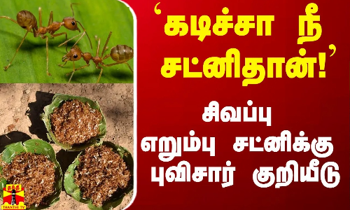 `கடிச்சா நீ சட்னிதான்!  - சிவப்பு எறும்பு சட்னிக்கு புவிசார் குறியீடு