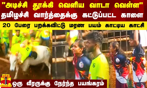 அடிச்சி தூக்கி வெளிய வாடா வெள்ள - தமிழச்சி சொன்னதும் ஆக்ரோஷமான காளை.. 20 பேரை பறக்கவிட்ட காட்சி