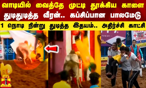 வாடியில் வைத்தே முட்டி தூக்கிய காளை.. துடிதுடித்த வீரன்.. கப்சிப்பான பாலமேடு - அதிர்ச்சி காட்சி